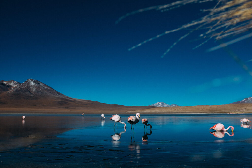 flamingos-drinking-water-in-a-lake-in-the-uyuni-sa-2024-08-15-18-59-20-utc (1)