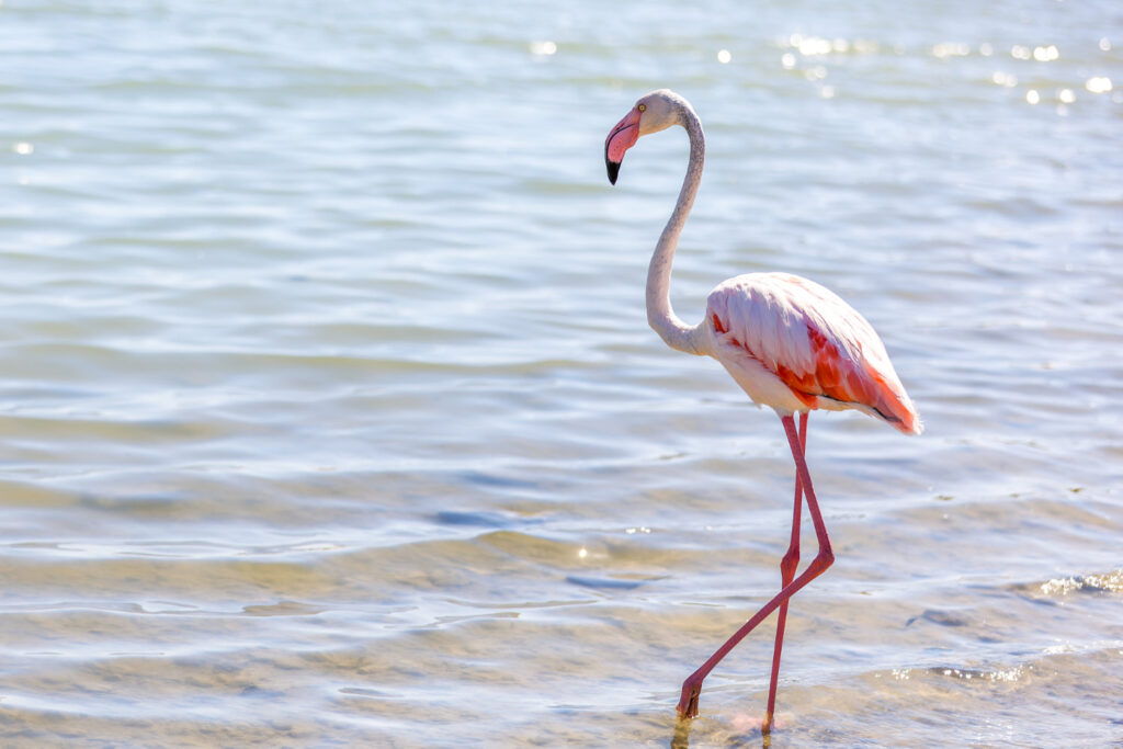 Pink flamingo on a salt lake close-up, copy space