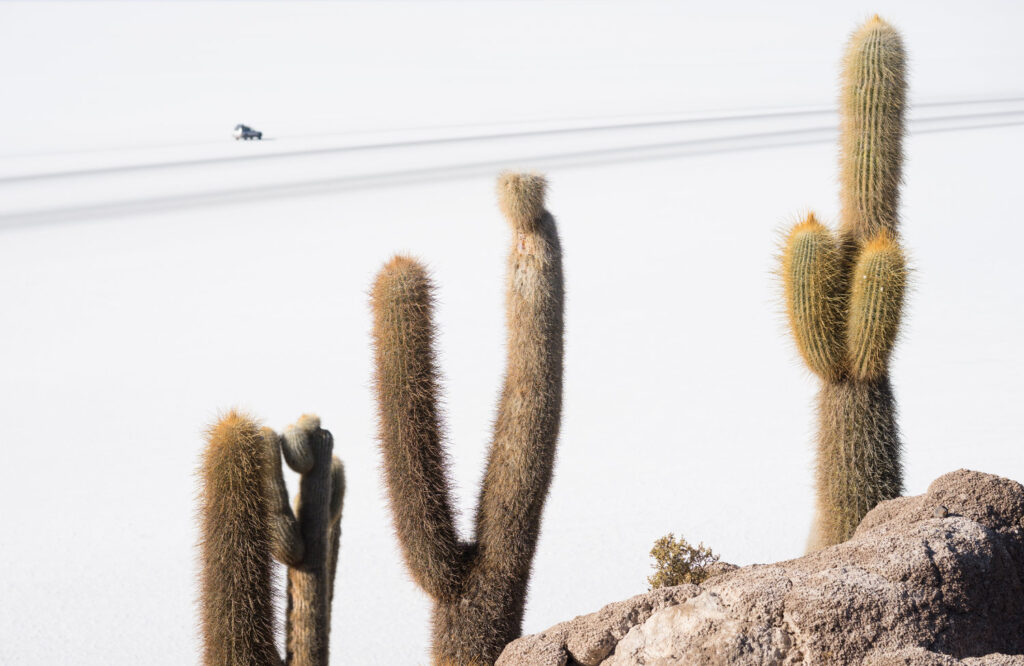 Salar de Uyuni in Bolivia Metaphysical place, cactus isle